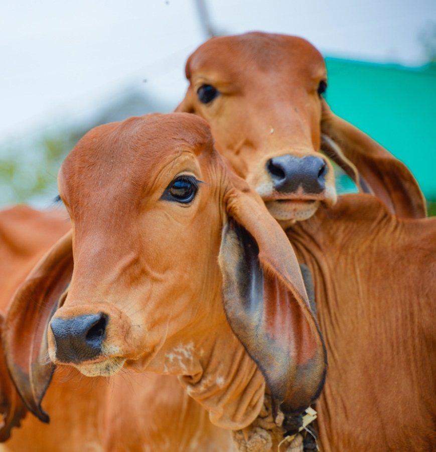 whatsapp image 2025 07 09 at 1.42.16 pm